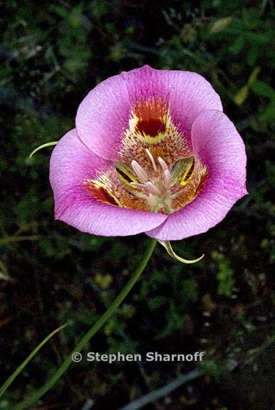 calochortus venustus 9 graphic